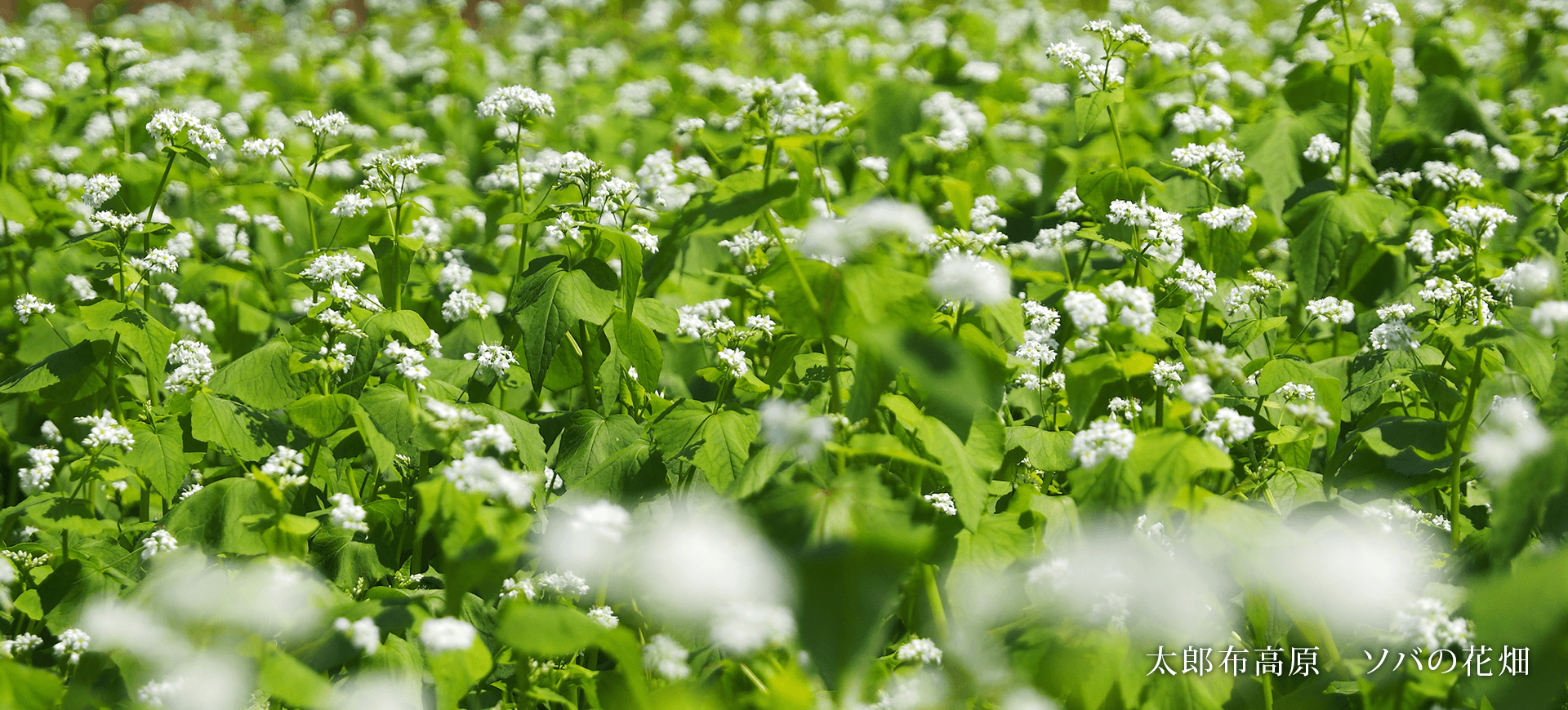 太郎布高原　ソバの花畑