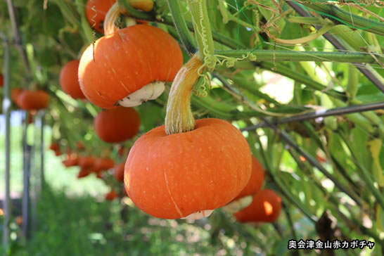 奥会津金山赤カボチャ