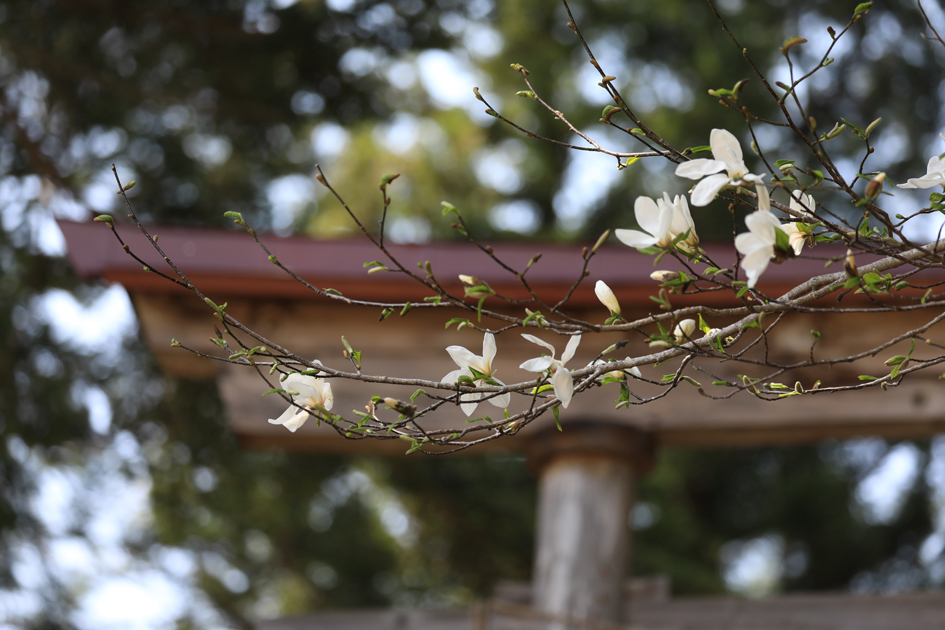 鮭立の辛夷