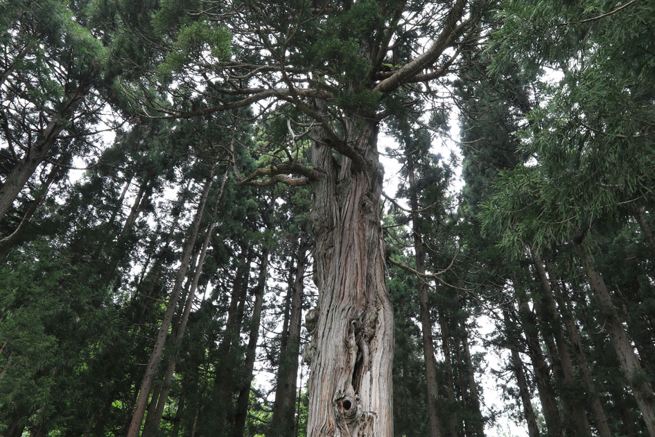 大塩の老杉