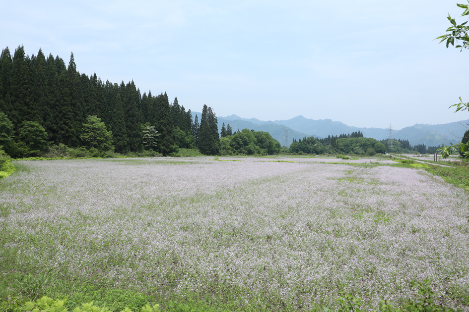 アザキ大根の花