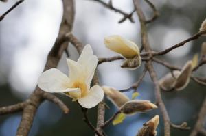 こぶしの花（町の花）