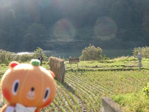 大志地区の田んぼ