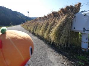 上横田地区の田んぼ