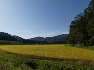 大塩地区の田んぼ
