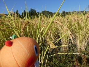 大塩地区の田んぼ