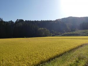 大塩地区の田んぼ