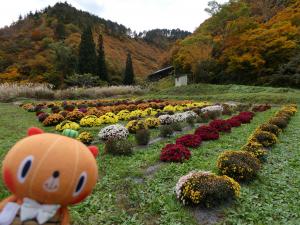 ざる菊