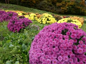 ざる菊