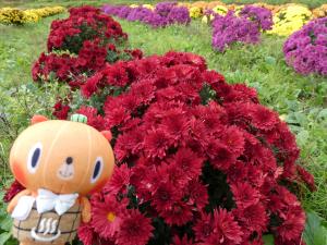 ざる菊