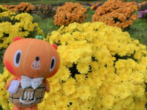 ざる菊