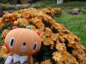 ざる菊