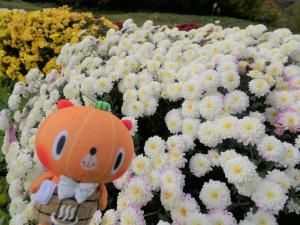 ざる菊