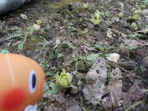 ふきのとう