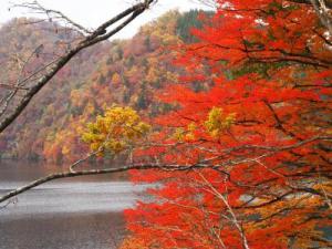 紅葉の写真