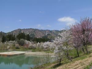 桜