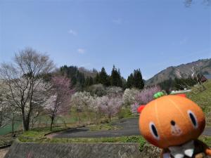 桜