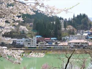 桜