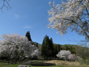 桜