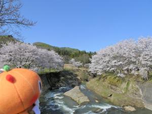 桜