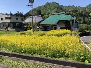 菜の花