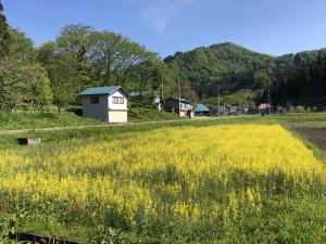 菜の花