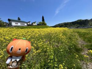 菜の花
