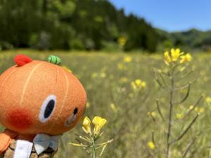 菜の花