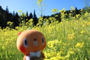 青空と菜の花とかぼまる