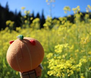 かぼまると菜の花