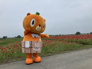 ポピー畑とかぼまる