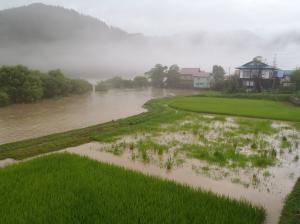 水稲被害