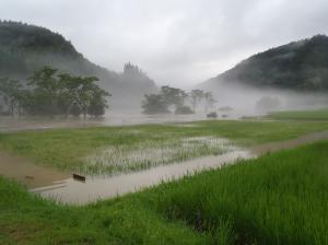水稲被害