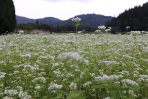 そばの写真です。