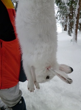 ウサギ狩