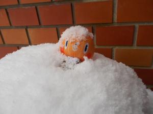 雪の中のかぼまる