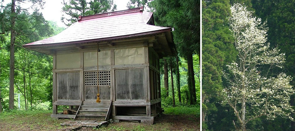 鮭立の辛夷(さけだちのこぶし)の写真